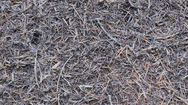 A macro-level detail of the nest of the red forest ant (Formica rufa) and the active ant colony in their natural habitat within the Antalya &Ccedil;ığlıkara Nature Reserve.