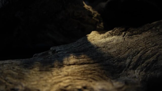 Warm light spot sliding across curved wood bark cinematic texture