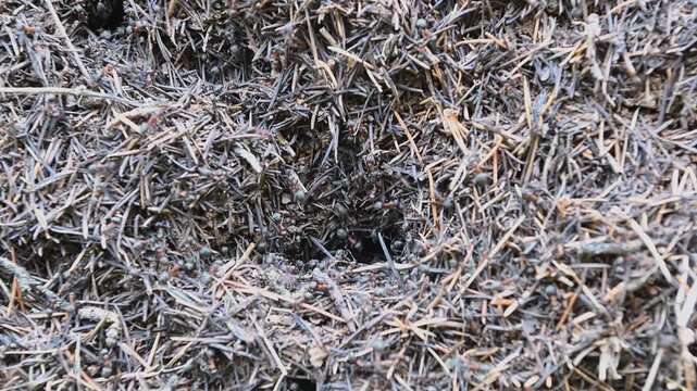 A macro-level detail of the nest of the red forest ant (Formica rufa) and the active ant colony in their natural habitat within the Antalya &Ccedil;ığlıkara Nature Reserve.