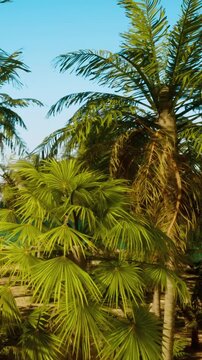 Several palm trees stand tall in a tropical location. Bright sunlight reflects on the leaves, creating a lively atmosphere. The area is filled with various shades of green from the plants.