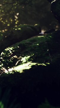 Sunlight falls on green moss covering rocks in a forest. Trees surround the area, and the scene shows a natural and bright environment.