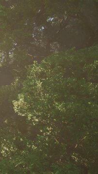 Light filters through the leaves of trees in a forest. The green foliage appears fresh and alive as nature thrives in the warm sunlight. Birds can be heard in the background.