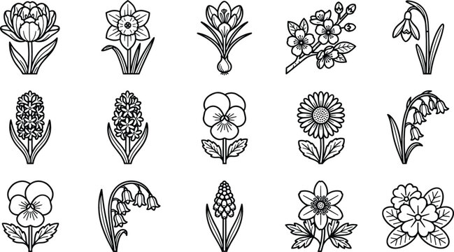 Spring botanical line icon set featuring tulip daffodil crocus cherry blossom pansy daisy snowdrop hyacinth and lily of the valley vector