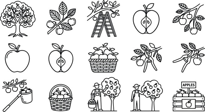 Apple orchard harvesting line icon set featuring fruit trees farmers basket ladder shears and fresh apples picking process vector