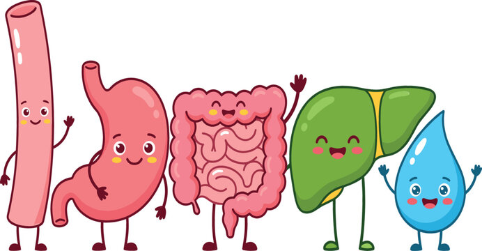 Cute human digestive system organ cartoon character set featuring happy esophagus stomach intestines liver and gallbladder illustrations vector