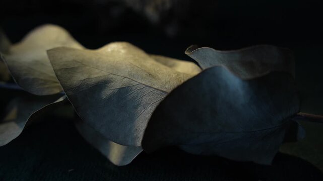 Soft light reveal across translucent leaves with calm cinematic background