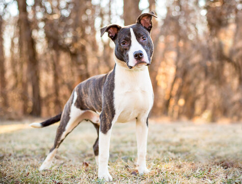 A brindle and white Pit Bull Terrier mixed breed dog listening with a head tilt