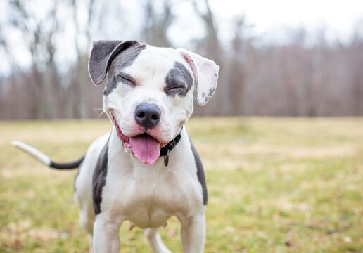 A happy Pit Bull Terrier mixed breed dog with its eyes closed
