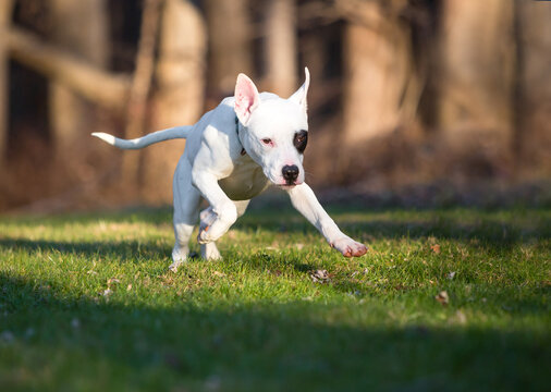 A Pit Bull Terrier mixed breed dog running and playing outdoors