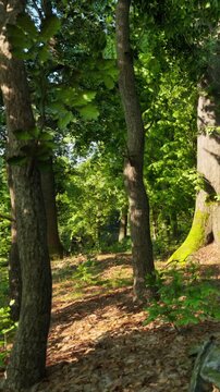 A clear path winds through a green forest with tall trees and sunlight filtering through the leaves. The ground is covered with fallen leaves, adding to the natural look.