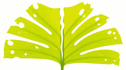 Large green tropical Monstera leaf with natural holes. © ahmad