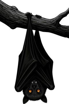 murcielago, halloween, cara, horror, antifaz, mujer, arte, calavera, alarmante, corruptamente, negro, pintando, moreno, aborto, persona, miedo, vampiro, carnaval, muerto, asustadizo, moda, ocular, dis