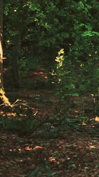 Light shines through the trees in a forest during daytime. The ground is covered with leaves and a small plant grows near a large tree trunk. Shadows create patterns on the forest floor.
