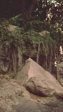 Rocks and large stones sit on the ground surrounded by dense green plants. Sunlight filters through branches above creating shadows on the ground.