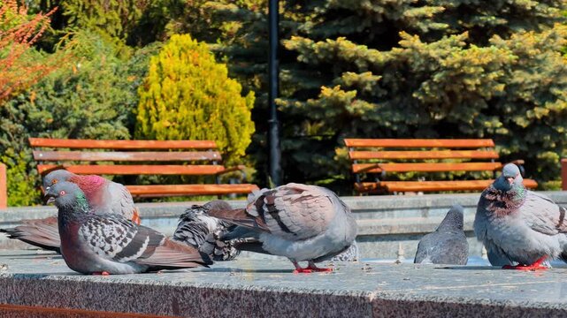 Pigeons resting on granite ledge in city park. Small flock of feral doves sitting on stone border with wooden benches behind.
