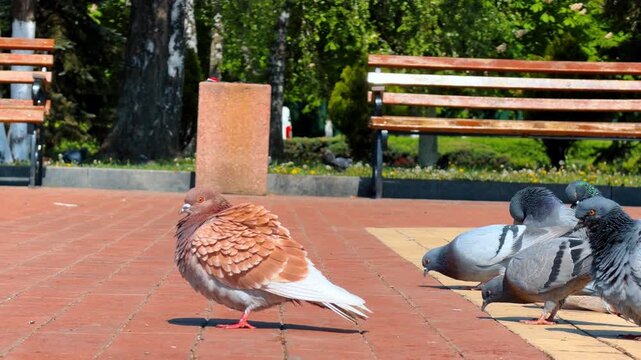 Brown pigeon standing on red brick paving stones. Unusual colored dove fluffing feathers on brick walkway with grey pigeons feeding nearby.