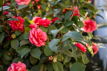 Obraz premium Flowering red camellia bush with glossy leaves in Herceg Novi Montenegro.