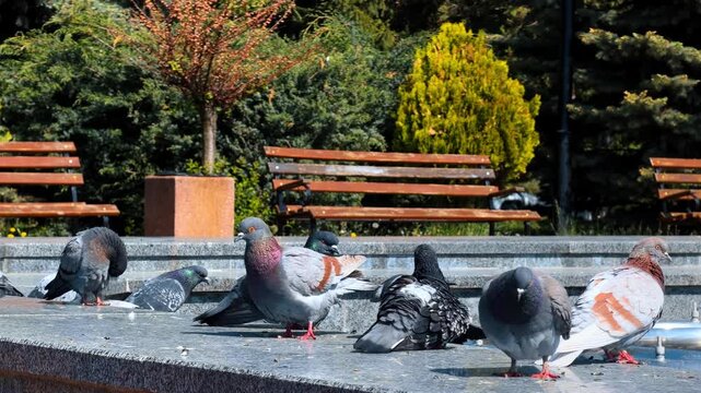 Group of feral pigeons on granite park ledge. Feral birds sitting on stone border with one raising wing near wooden benches.
