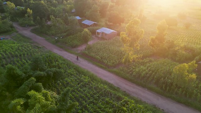 A beautiful, high-quality cinematic video of a local person riding a vintage bicycle along a dirt path in rural Africa. The road is surrounded by vibrant, lush green trees and tropical vegetation. Thi