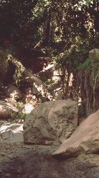 The scene shows large rocks and trees in a wooded area. Sunlight filters through the leaves, casting shadows on the ground. The setting is natural and rugged, with a calm atmosphere.