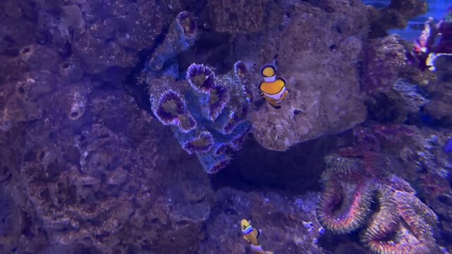 Clownfish swimming among coral reef, sea anemones and rocks in marine aquarium with blue underwater lighting
