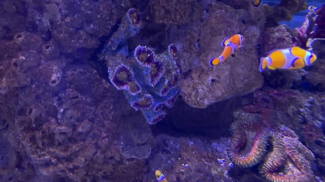 Clownfish swimming near sea anemones and coral rocks in marine aquarium with dramatic blue underwater lighting and second fish visible above
