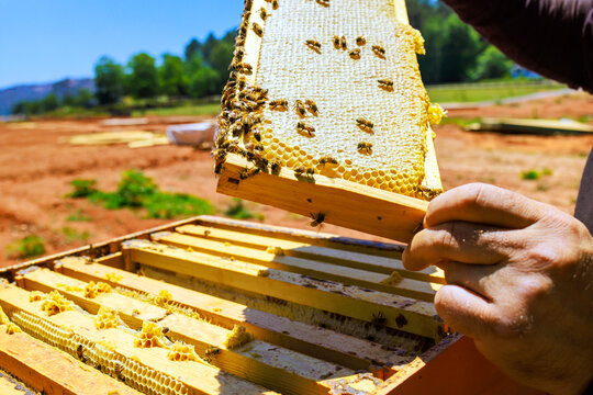 Beekeeper is handling frame of honeycomb while checking bee colony in field on work area.