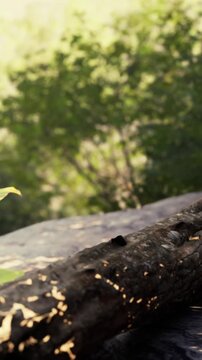 A log lies on a path in a forest. Sunlight filters through the trees. Leaves and branches surround the area. This scene captures a moment in nature during the day.