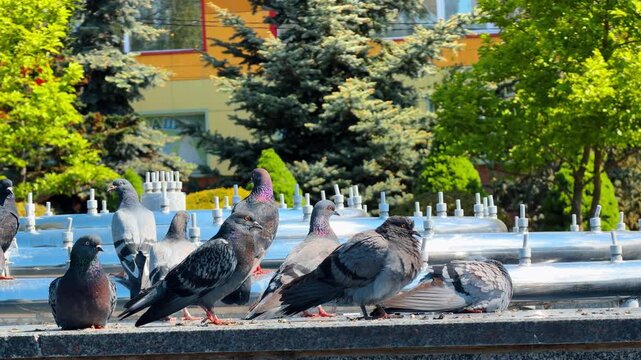 Gray pigeons sitting on metal pipes of public fountain. Feral birds resting on metallic tubes of water feature with evergreen pine tree backdrop.