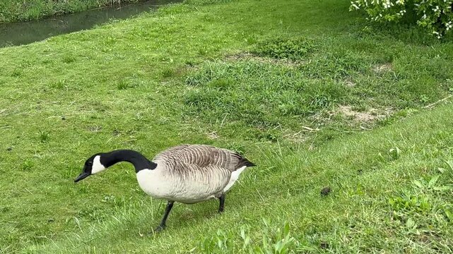 Nahaufnahme einer Kanandagans auf einer gr&uuml;nen Wiese