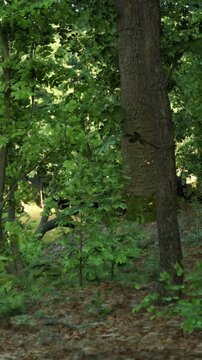 A dense forest shows tall trees and thick greenery under bright sunlight. Small plants grow among the larger trees. The scene captures the natural beauty of a summer setting in the woods.
