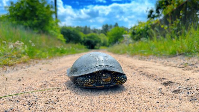 European pond turtle walking on sandy country road. Close up of wild reptile with yellow spots under sky
