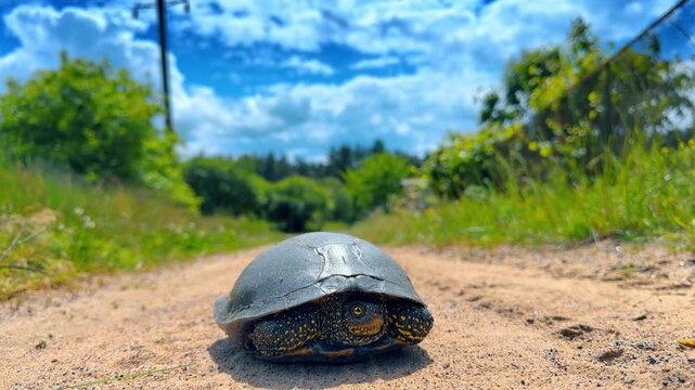Low angle view of pond turtle on dirt road. Spotted reptile stands on sand under blue sky with clouds