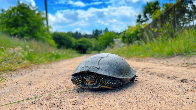 Spotted pond turtle on ground with blurred landscape background. Close shot of wild reptile shell on sandy pathway in summer