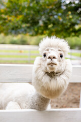 Fototapeta premium White alpaca close up looking over white wooden fence with fluffy face and soft blurred background.