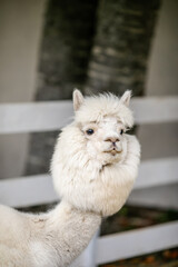 Fototapeta premium White alpaca close up portrait with fluffy head and long neck near white fence.