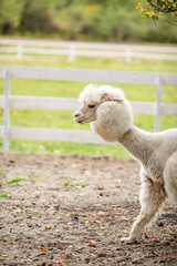 Fototapeta premium White alpaca standing in sandy paddock with blurred farm background and white fence.