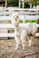 Obraz premium White alpaca standing in sandy paddock with blurred farm background and white fence.