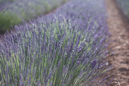 Lavender field. Blossom summer field
