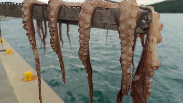 Close up view of octopus tentacles hanging and drying on a metal construction frame. Sea water, concrete pier, and distant hills visible in the background under an overcast sky. Traditional seafood pr