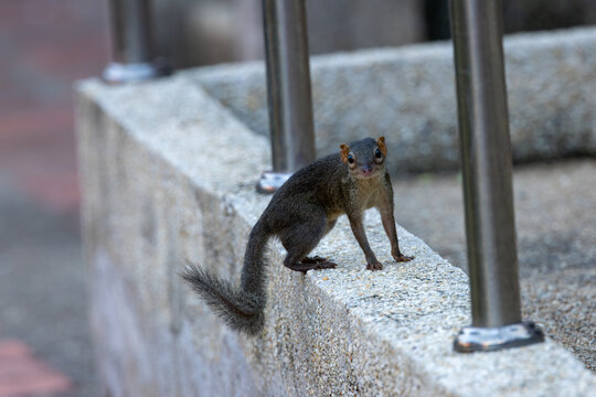 Treeshrew on a stone wall