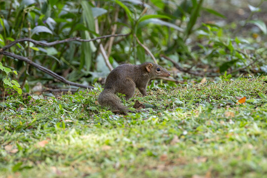Treeshrew on the forest floor
