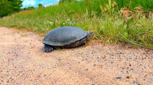 Spotted reptile walking on a sandy countryside path. Profile of a European pond turtle moving on a dirt road next to green wild grass under blue sky.