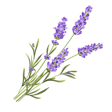 Elegant purple lavender bouquet on white, vector illustration