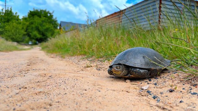 Low angle shot of a European pond turtle. Front side view of a dark spotted reptile resting on a sandy rural path with grass on the side.
