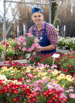 Male flower shop worker change arrangement of pots with multicolored garden chamomile and improves appearance of window. Merchandiser man inspect showcase with decorative outdoor plants in supermarket