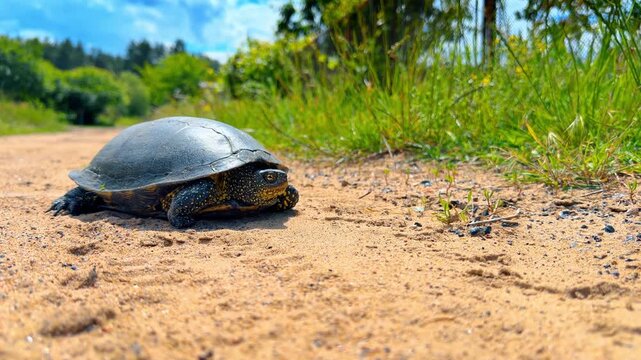 Dark pond turtle with yellow spots on sandy ground. Low angle shot of a European reptile walking on a rural dirt path near a green grass field.