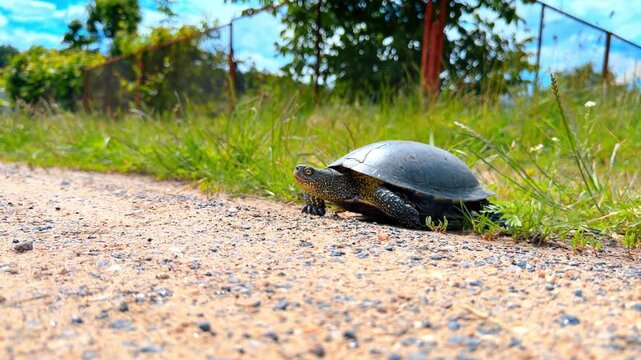 Speckled pond turtle walking on edge of dirt path. Side perspective of a dark shell reptile near green herbage and distant metal fence.