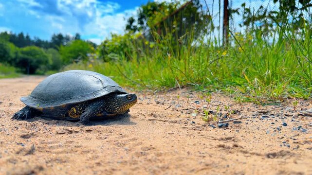 European pond turtle looking up on a dirt path. Side perspective of a spotted reptile with extended neck on a sandy road under a cloudy blue sky.