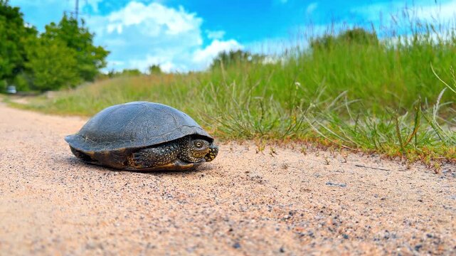 Wild pond turtle resting on a sandy country track. Eye level shot of a dark reptile with yellow flecks on a dirt path with blurred green vegetation background.
